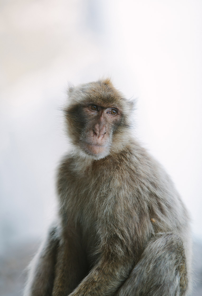 Gibraltar Monkey – The Residence